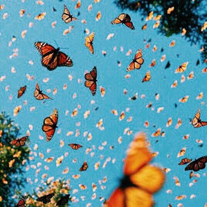 Meet your Posher, Melanie